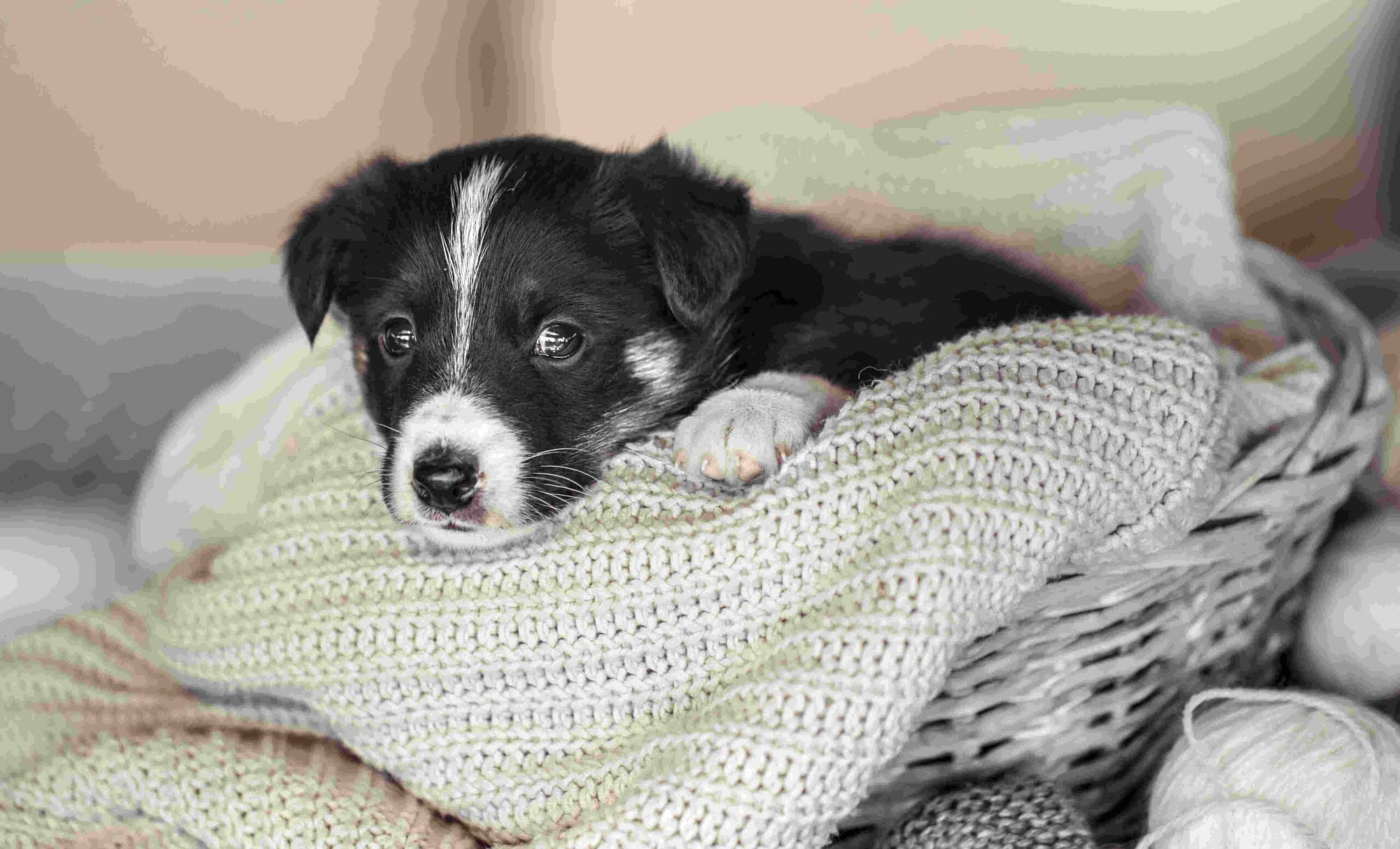 Adopter un chien les bonnes questions à se poser - Education Canine Nice2 Adopter Un Chien Les Bonnes Questions A Se Poser Education Canine Nice2 Scaled