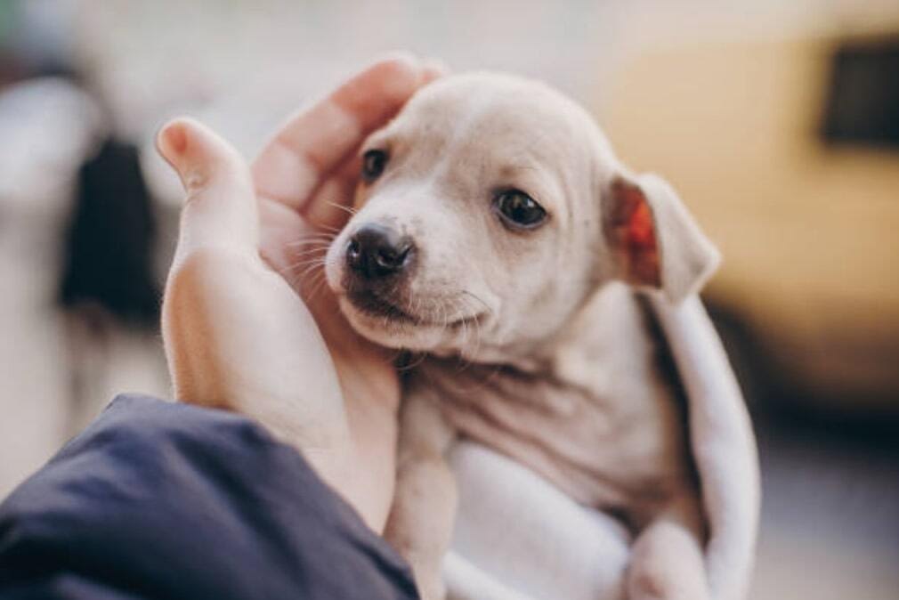 Adopter un chien les bonnes questions à se poser - Education Canine Nice Adopter Un Chien Les Bonnes Questions A Se Poser Education Canine Nice