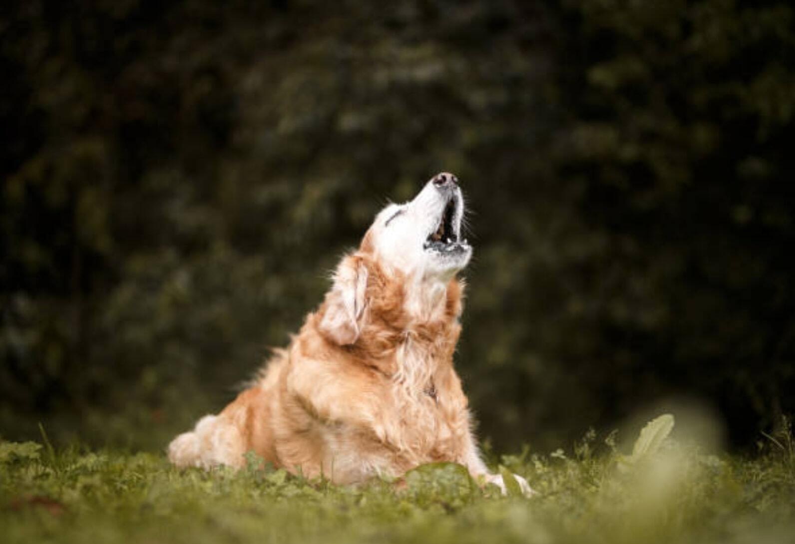 Que faire avec un chien qui aboie - Education Canine Nice Que Faire Avec Un Chien Qui Aboie Education Canine Nice