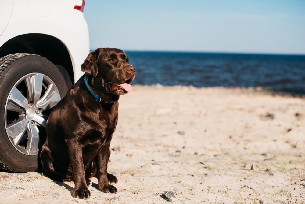 education-canine-nice-fr-abandon-chiens Black Dog Having Fun Beach