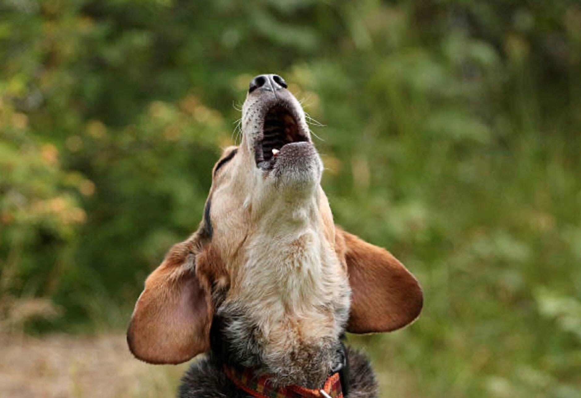 Que faire avec un chien qui aboie - Education Canine Nice2 Que Faire Avec Un Chien Qui Aboie Education Canine Nice2