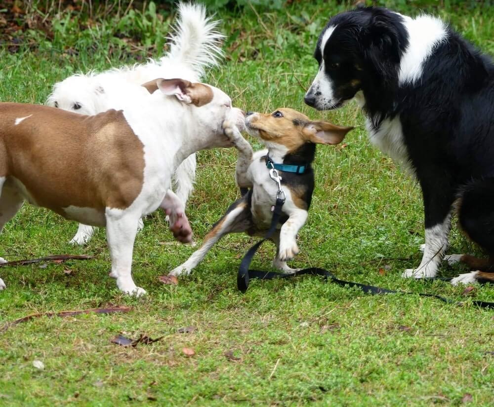 education-canine-nice-comportamentalisme(1) Education Canine Nice Comportamentalisme1