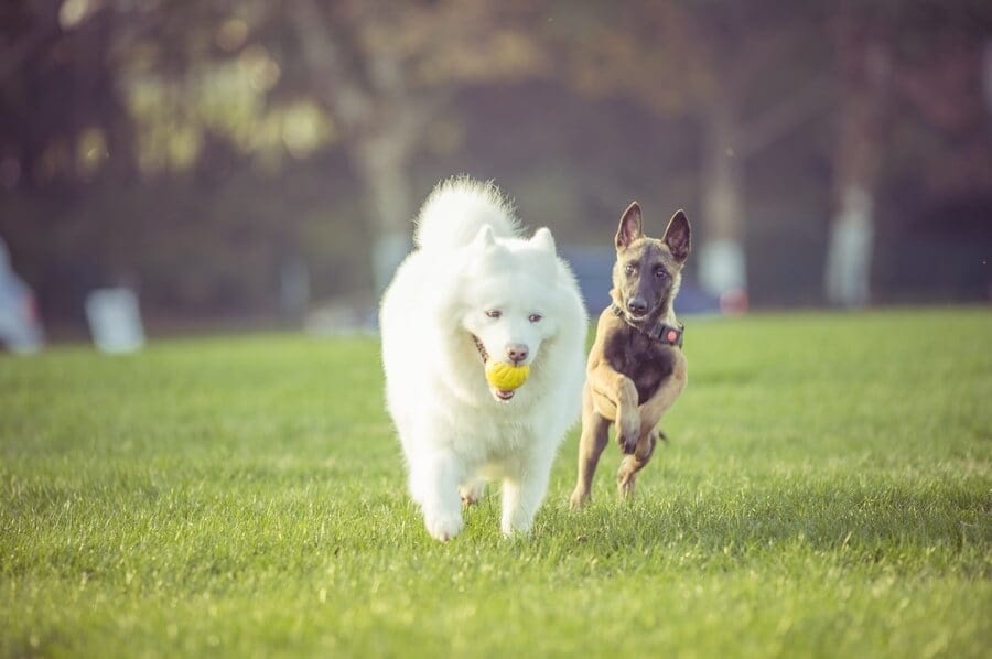 education-canine-nice-comportamentalsite (1) Education Canine Nice Comportamentalsite 1