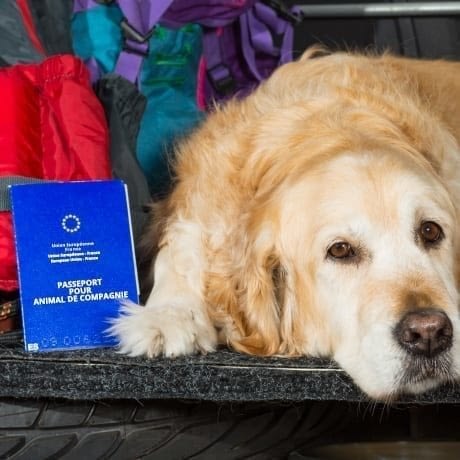passeport-pour-animal-compagnie Passeport Pour Animal Compagnie
