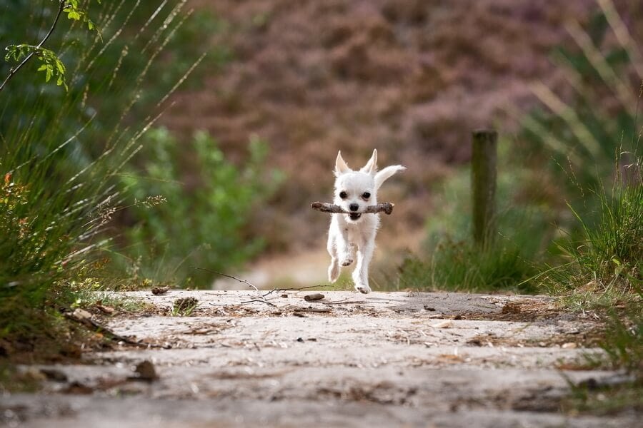 education-canine-nice-comportamentalsite (2) Education Canine Nice Comportamentalsite 2